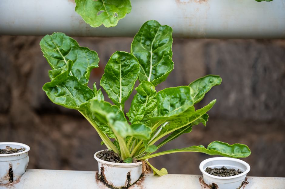 aquaponics kit