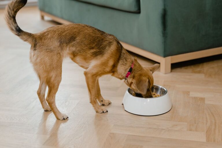 raw dog food delivery