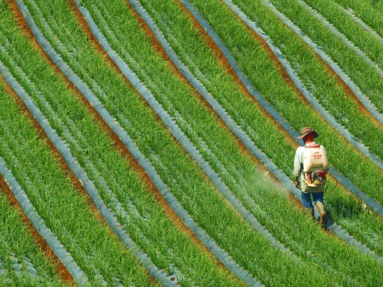 crop insurance